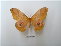 藏品(雙黑目天蠶蛾)的圖片